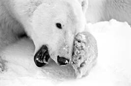 Growling