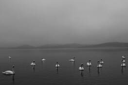 Swans