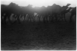 Desert_dreams