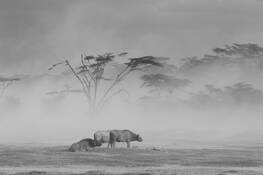 Cape_buffalo_in_sandstorm
