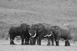 Elephants_with_birds