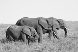 Four_elephants