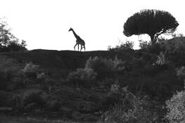 Giraffe_on_rock