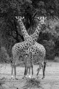 Giraffe_twins