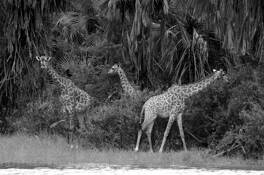 Giraffes_in_jungle