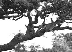 Lions_in_tree