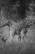 Shy_giraffes