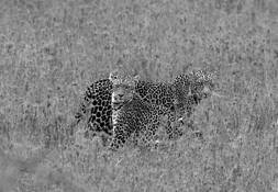 Two_leopards