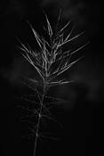 Winter_dance__9