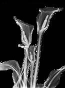 Calla_lillies_negative_xray