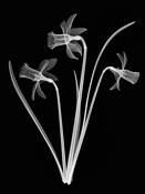 Daffodils_negative_xray