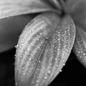 Monochromia_botanica_study__10