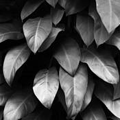 Monochromia_botanica_study__2