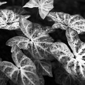 Monochromia_botanica_study__6