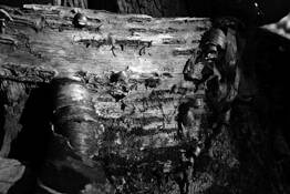Tree_bark_2