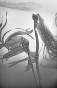 Bull_kelp_forest_dance__3