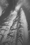 Giant_kelp_canopy_light