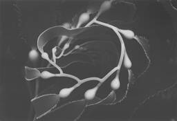 Giant_kelp_detail__2