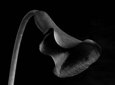 Flower_1