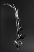 Flower_10