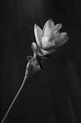 Flower_2