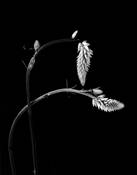Flower_7