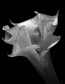 Flower_9