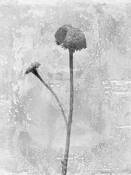 Plant_abstraction_1