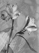 Plant_abstraction_4