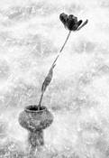 Plant_abstraction_6