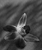 Plant_abstraction_9