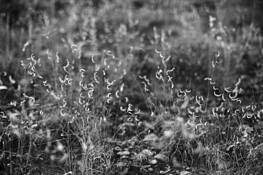 Gramma_grass