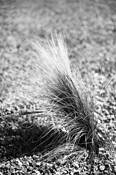 Gravel_and_grass_2