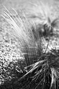 Gravel_and_grass-_3