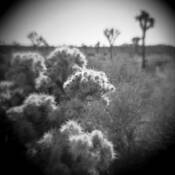 Joshua_tree
