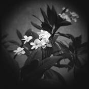 Living_in_the_spirit