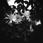 Night_blooming_cereus