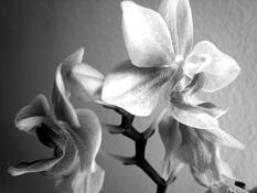 Orchid