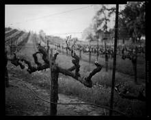 Grapevine