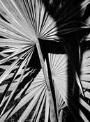 Fern_fronds