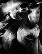 Hosta_leaves_no__1