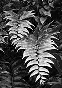 Palm_fronds
