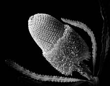 Banksia