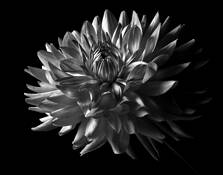 Dahlia