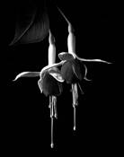 Fuschia