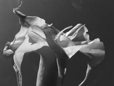 Datura__1