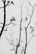 Branches_2
