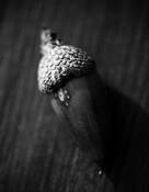 Acorn