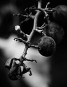 Botrytis