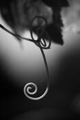 Curl